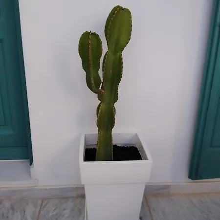 Celeste * Ornos (Mykonos)